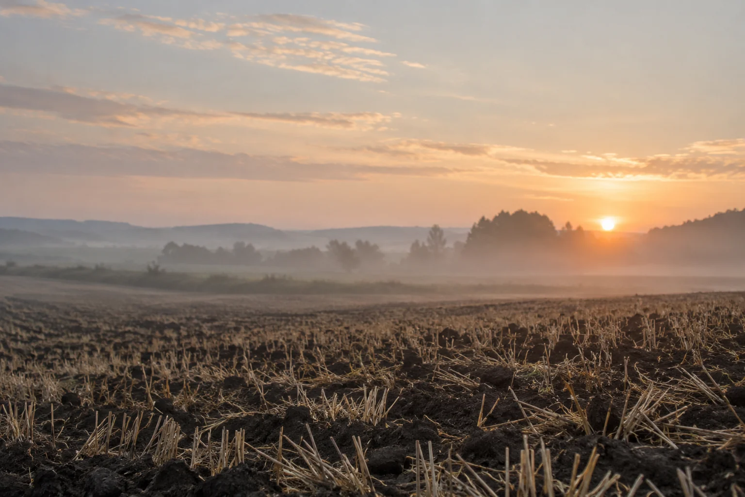 Campo segado al amanecer con la tierra recién abierta y niebla baja